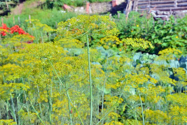 A close up of the plants of dill.