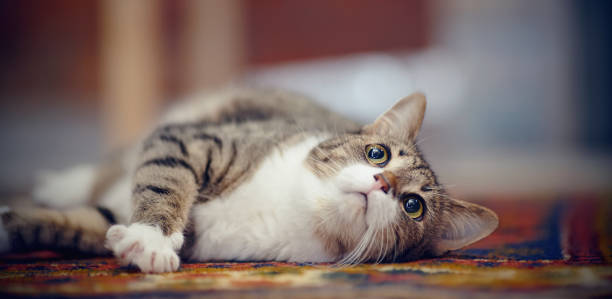 istock The striped cat with white paws, plays on a carpet 1094448598