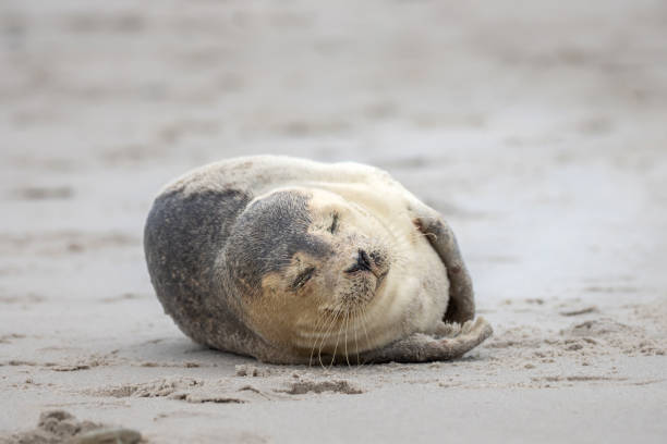 istock A grey seal lies on the beach on Helgoland 1094450014