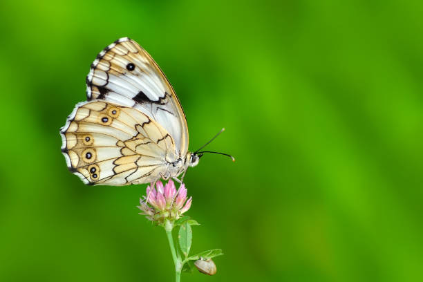 istock Beautiful butterfly sitting on flower 1094450296