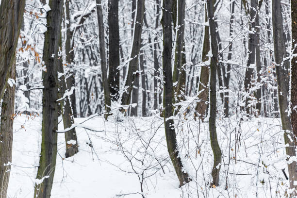 istock snowy trees and bushes in winter park 1094453874