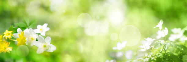 Green spring scenery Green spring scenery with bright bokeh effect for a background homeopathic medicine photos stock pictures, royalty-free photos & images
