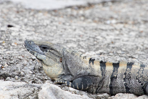 istock Iguana in the sun on gray rocks. 1094455458