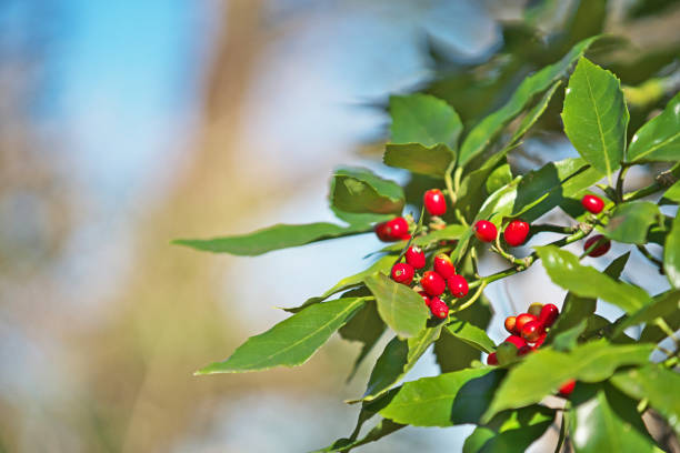 Fruit of the Japanese Aucuba
