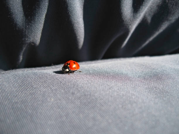 istock Ladybug walking on the jeans. Summertime outdoor 1094458318