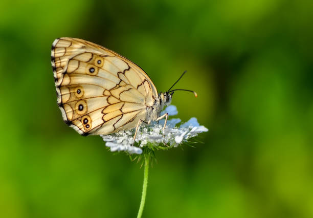 istock Beautiful butterfly sitting on flower 1094461876