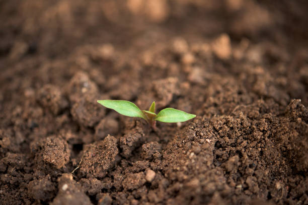 istock New born plant in a garden 1094461932