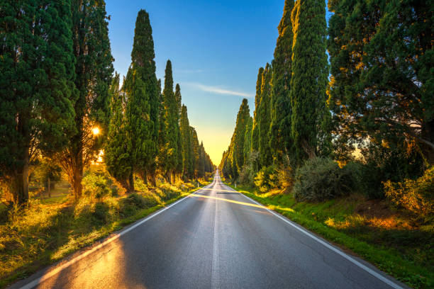 bolgheri знаменитый кипарисы дерево прямо бульвар. маремма, тоскана, италия - tuscany italy tree cypress tree стоковые фото и изображения