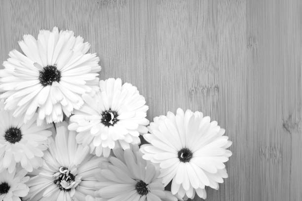 istock Calendula flowers on bamboo background 1094466122