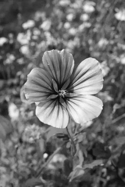 Malope trifida bloom grows in a pretty flower bed in summer - monochrome processing