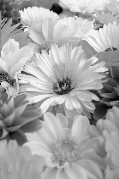 istock Pale calendula flower among bright blooms 1094466326