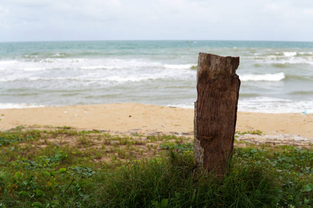 istock Dead tree stump on the beach in south china sea - Image 1094468838