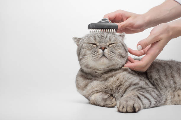 スコットランドの猫、獣医、分離のコートをクリーニング - hairbrush ストックフォトと画像