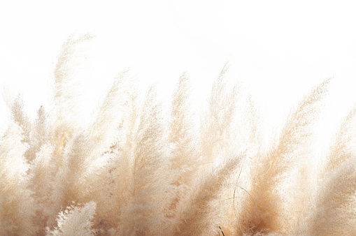 Antecedentes naturales de las plantas suaves (Cortaderia selloana) moviéndose en el viento. Brillante y claro la escena de plantas similares a plumeros. photo