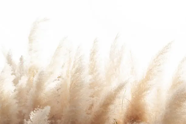 Photo of Abstract natural background of soft plants (Cortaderia selloana) moving in the wind. Bright and clear scene of plants similar to feather dusters.