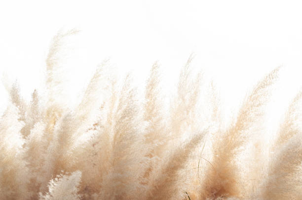 abstract natural background of soft plants (cortaderia selloana) moving in the wind. bright and clear scene of plants similar to feather dusters. - flower white imagens e fotografias de stock