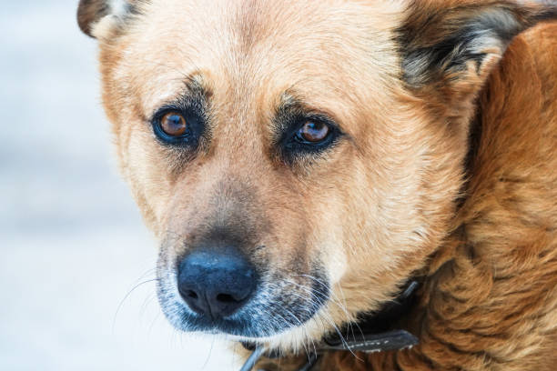 istock red dog looks sad 1094473048
