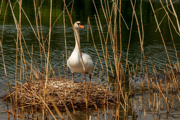 White mute swan (Cygnus olor) while hatching the eggs in the nest made of reeds