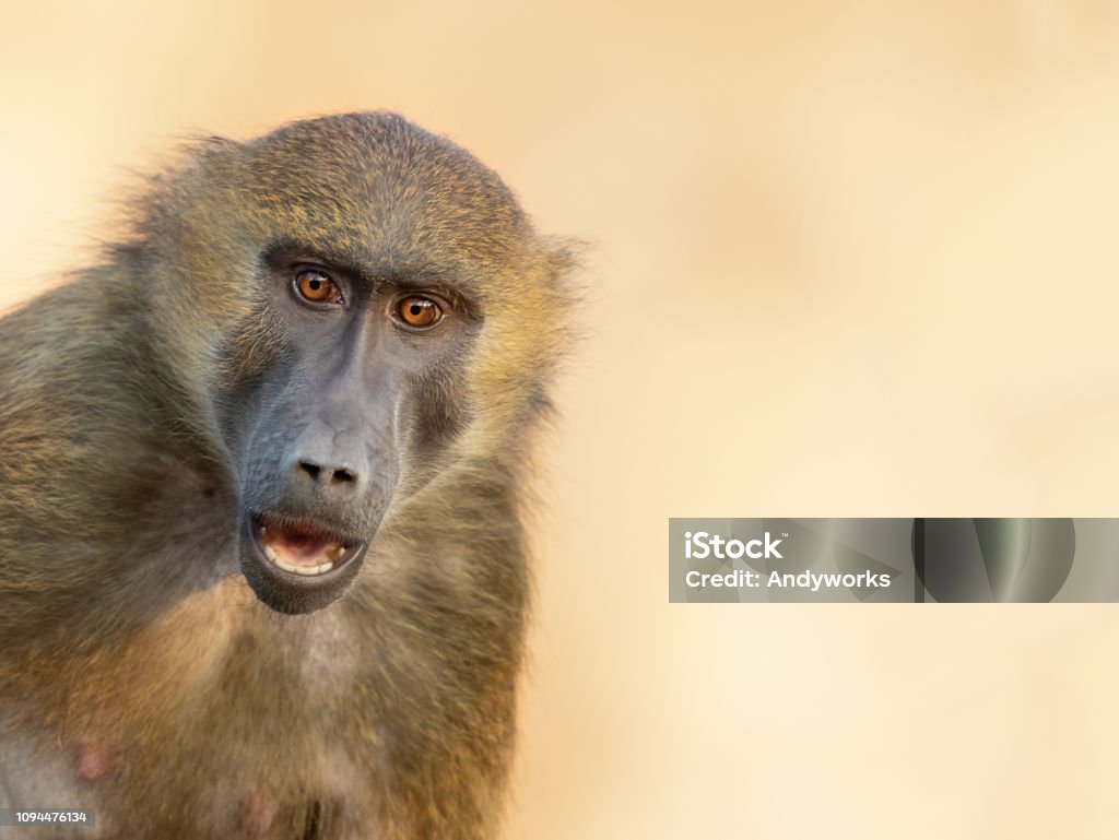 Astonished Guinea baboon Portrait of an astonished Guinea baboon (Papio papio) Baboon Stock Photo