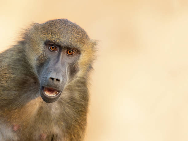 Astonished Guinea baboon Portrait of an astonished Guinea baboon (Papio papio) primate photos stock pictures, royalty-free photos & images