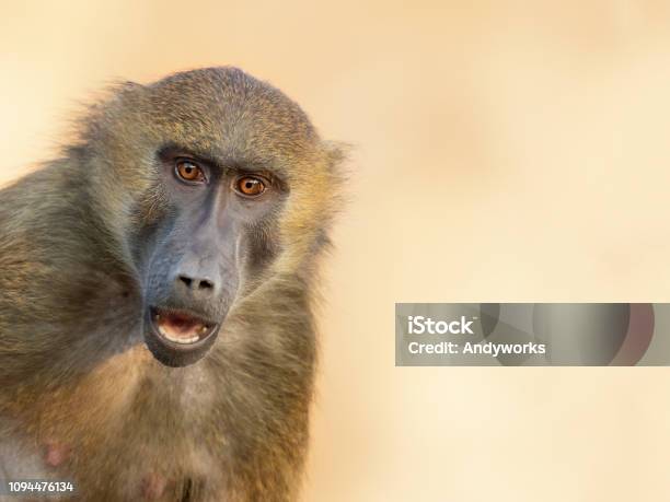 Astonished Guinea Baboon Stock Photo - Download Image Now - Baboon, Ape, Animal