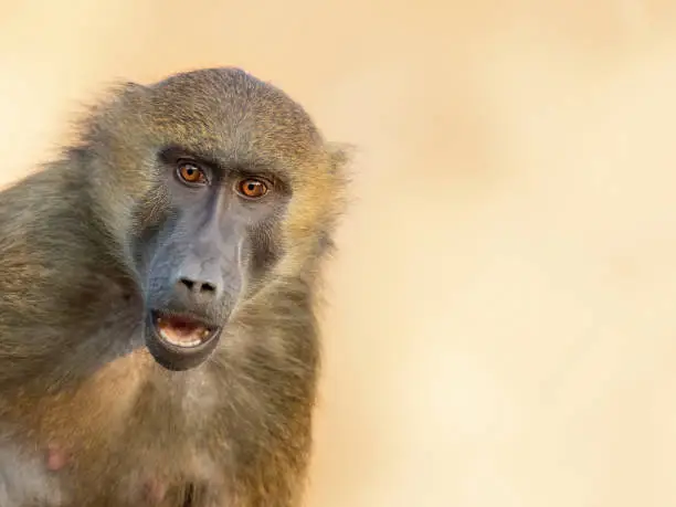 Portrait of an astonished Guinea baboon (Papio papio)