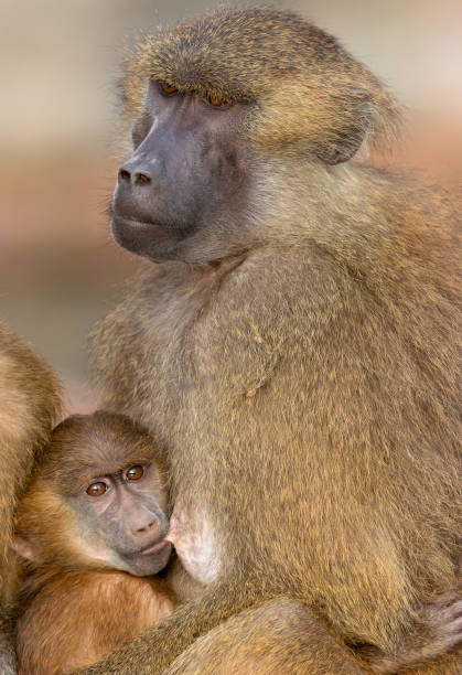 기니 개 코 원숭이 모유 수 유 아기 - animal ape monkey bonding 뉴스 사진 이미지