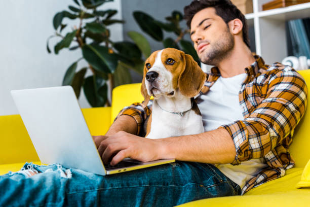istock handsome young man using laptop on yellow sofa with beagle dog 1094476938