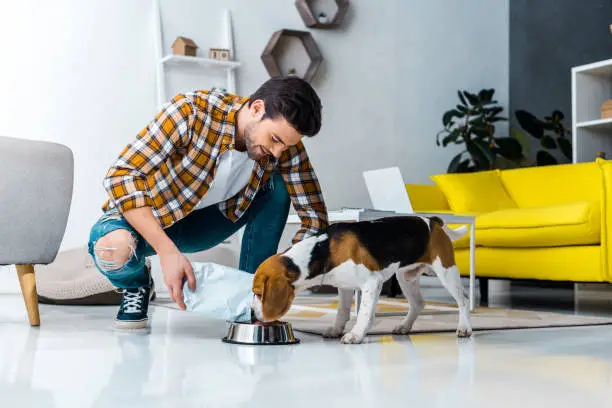Photo of handsome man feeding cute dog in living room at home