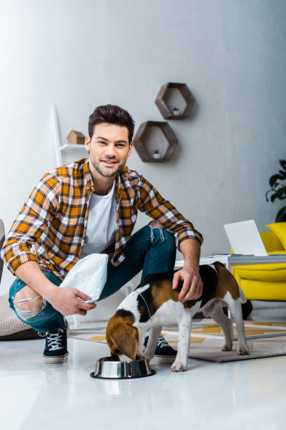 istock handsome smiling man feeding beagle dog in living room 1094477032