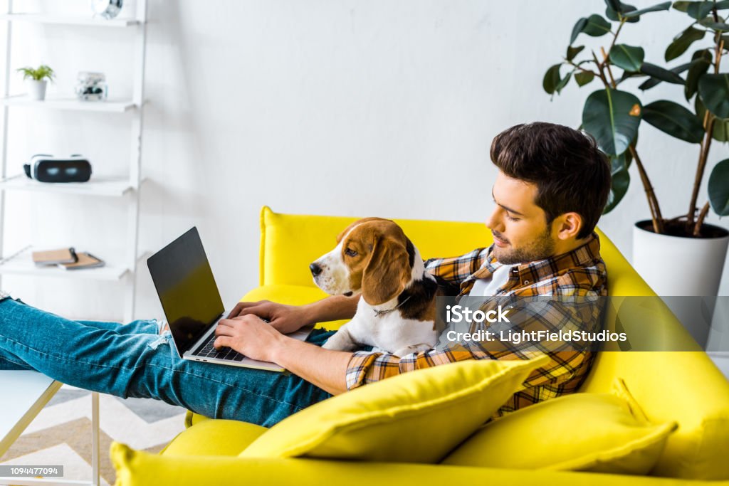 ハンサムな男のビーグル犬が付いている黄色いソファーでノート パソコンを使用して - ノートパソコンのロイヤリティフリーストックフォト