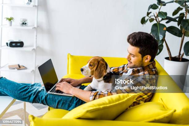ハンサムな男のビーグル犬が付いている黄色いソファーでノート パソコンを使用して - ノートパソコンのストックフォトや画像を多数ご用意 - ノートパソコン, 犬, 男性