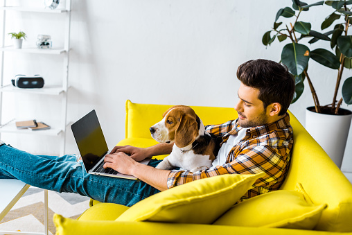 handsome man using laptop on yellow sofa with beagle dog