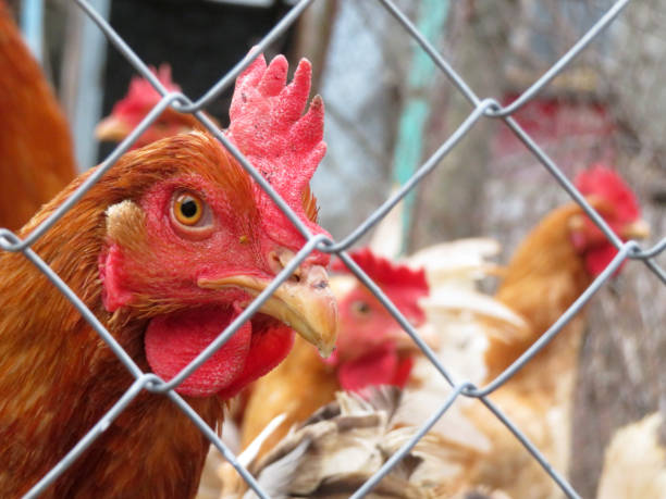 istock Chickens on the farm, brown hen looking through the wire mesh 1094477588