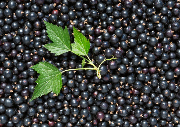 istock Black currant in textured background with currant leaf. Heap of fresh black currant. 1094479282