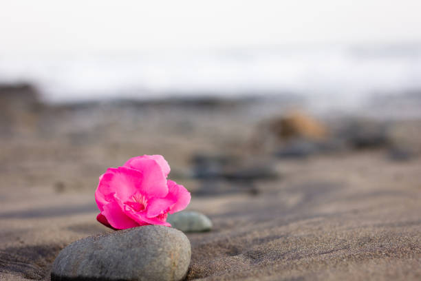 istock Bright pink flower on top of rock on empty beach with soft sunset light 1094482800