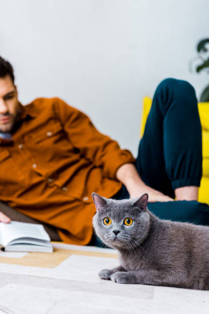 istock selective focus of grey british shorthair cat and man with book on floor 1094483084
