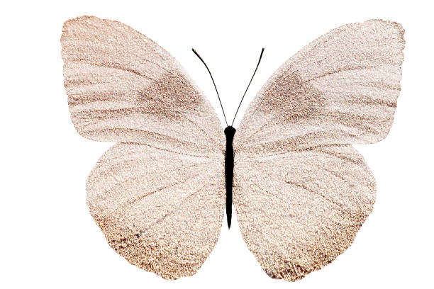 butterfly with sand texture on the wings. isolated on white background