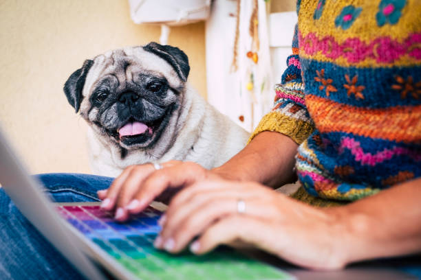 istock Caucasian lady working at home with laptop typing and writing while her best friend a cheerful funny dog pug check and look her hands and her work - have care concept - alternative couple team of worker 1094486792
