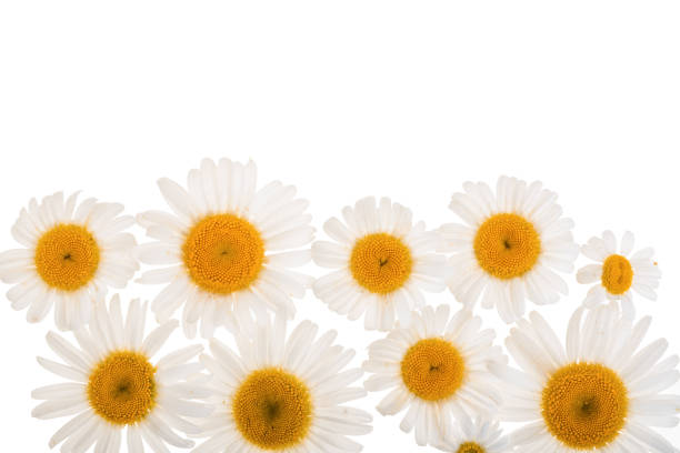 istock chamomile or daisies isolated on white background with copy space for your text. Top view. Flat lay 1094488500
