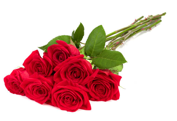 istock beautiful red rose isolated on white background 1094488516
