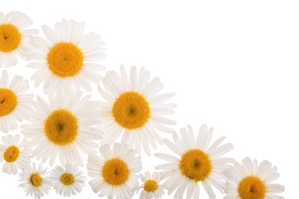 istock chamomile or daisies isolated on white background with copy space for your text. Top view. Flat lay 1094488550