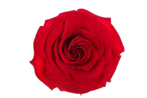 istock beautiful red rose isolated on white background 1094488604