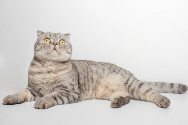 istock Beautiful grey cat isolated on a white 1094490452