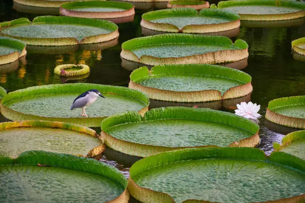 The Night Heron bird walking on giant leaves of water lilies (Victoria Amazonica) in public park of Taipei, Taiwan.