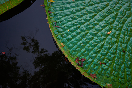 Closeup view from above to one of giant water lilies leaf (Victoria Amazonica) in Taipei, Taiwan.