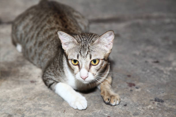 The gray cat look like tiger.
