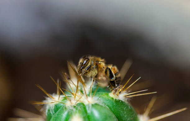 Honey bee on cactus stock photo