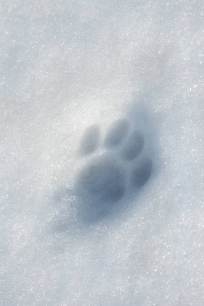 istock Cat trail in the snow 1094497916