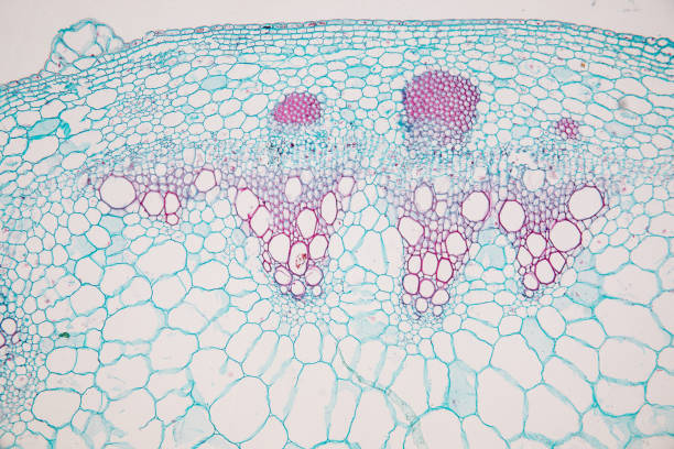 istock Cross-section Dicot, Monocot and Root of Plant Stem under the microscope for classroom education. 1094499838